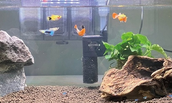 観賞魚と水草の水槽